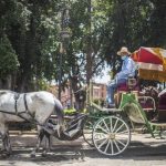 Những con ngựa ở Morocco chết đói vì du lịch đóng băng ngua o Morocco chet doi anh 1