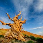 6 cây cổ thụ lâu đời nhất Trái Đất cay co thu anh 1