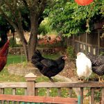 Đảo gà hoang và 5 địa điểm bị động vật xâm chiếm hon dao bi dong vat xam chiem anh 1