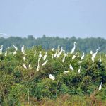 Tìm về thiên đường xanh ở khu bảo tồn Láng Sen Tìm về thiên đường xanh ở khu bảo tồn Láng Sen - Ảnh 1.