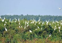 Tìm về thiên đường xanh ở khu bảo tồn Láng Sen Tìm về thiên đường xanh ở khu bảo tồn Láng Sen - Ảnh 1.