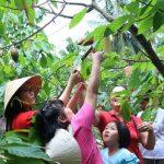 Cuối tuần về miền Tây học cách làm sô cô la thủ công vùng Chợ Gạo Du khách hái trái cacao để làm sô cô la