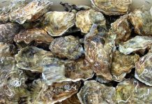 Bật mí kinh hoàng về món hào sống Bật mí kinh hoàng về món hào sống - Ảnh 1.