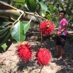 ‘Chúng ta đã đến vườn chôm chôm’, nhưng không có chùm nào chín! Chúng ta đã đến vườn chôm chôm, nhưng không có chùm nào chín! - Ảnh 1.