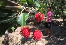 ‘Chúng ta đã đến vườn chôm chôm’, nhưng không có chùm nào chín! Chúng ta đã đến vườn chôm chôm, nhưng không có chùm nào chín! - Ảnh 1.