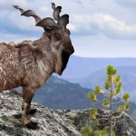 Loài sơn dương biểu tượng quốc gia, có cặp sừng như rắn cuộn de nui markhor anh 1