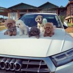 Đàn chó Poodle trị giá hơn 1 tỷ đồng tại Bảo Lộc Poodle Land anh 1