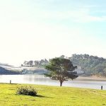 Du lịch Đà Lạt: 2 cây thông cô đơn có đẹp như lời đồn? du-lich-da-lat-cay-thong-co-don