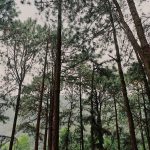 10 điểm check in gần thủ đô có thể kết hợp khi du lịch Hà Nội dia-diem-du-lich-gan-ha-noi