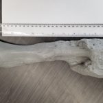 Phát hiện mới: Khủng long cũng bị ung thư Phát hiện mới: Khủng long cũng bị ung thư - Ảnh 1.