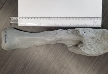 Phát hiện mới: Khủng long cũng bị ung thư Phát hiện mới: Khủng long cũng bị ung thư - Ảnh 1.