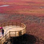 Ngất ngây, vẻ đẹp mê hoặc du khách của vùng “biển đỏ” (Trung Quốc) Ngất ngây, vẻ đẹp mê hoặc du khách của vùng “biển đỏ” (Trung Quốc) - Ảnh 1.