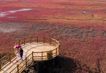 Ngất ngây, vẻ đẹp mê hoặc du khách của vùng “biển đỏ” (Trung Quốc) Ngất ngây, vẻ đẹp mê hoặc du khách của vùng “biển đỏ” (Trung Quốc) - Ảnh 1.