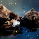 “Giải nhiệt” mùa hè, sở thú Italy phát kem cho động vật “Giải nhiệt” mùa hè, sở thú Italy phát kem cho động vật - Ảnh 1.