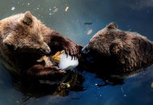 “Giải nhiệt” mùa hè, sở thú Italy phát kem cho động vật “Giải nhiệt” mùa hè, sở thú Italy phát kem cho động vật - Ảnh 1.