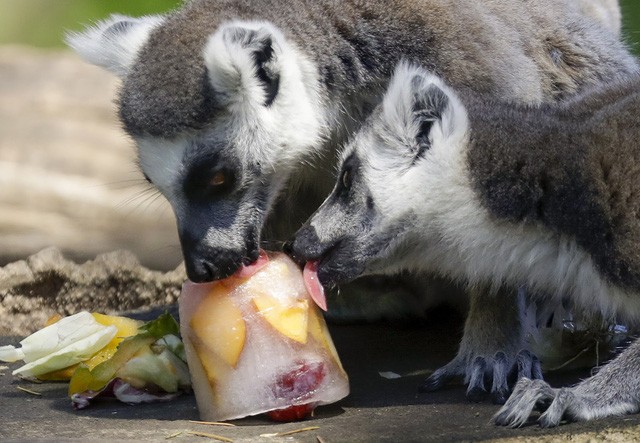 “Giải nhiệt” mùa hè, sở thú Italy phát kem cho động vật - Ảnh 3.