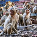 Nhiều động vật có thể chết đói vì Covid-19 dong vat chiu anh huong cua dai dich anh 1