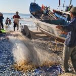 Đến Bãi Sau Vũng Tàu thử một lần ghé cảng xem mùa cá de tấp nập Các ngư dân gỡ lưới cá de /// Ảnh: Nguyễn Long