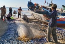 Đến Bãi Sau Vũng Tàu thử một lần ghé cảng xem mùa cá de tấp nập Các ngư dân gỡ lưới cá de /// Ảnh: Nguyễn Long