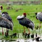 Tỉnh, thành nào ở Việt Nam có các huyện trùng tên nhau?