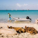 Đảo mèo, làng cáo và loạt vùng đất trên thế giới bị động vật chiếm giữ nhung vung dat co nhieu dong vat anh 1