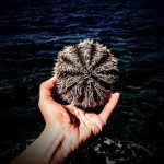 15 đặc sản của biển nhất định phải ăn khi du lịch Phú Quốc dac-san-du-lich-phu-quoc