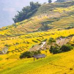 Y Tý mùa lúa chín vàng mua vang Y Ty anh 1