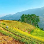 Check-in Tây Bắc mùa lúa chín tại 4 địa điểm nổi tiếng Mua lua chin anh 1