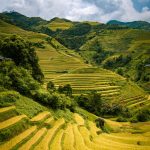 Lịch trình ngắm mùa vàng Mù Cang Chải Mu cang chai anh 1