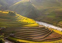 Kinh nghiệm ngắm lúa chín miền Bắc lua chin mien Bac anh 1