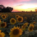 Người nông dân trồng 2 triệu bông hướng dương lan tỏa tinh thần lạc quan mùa COVID-19 Người nông dân trồng 2 triệu bông hướng dương lan tỏa tinh thần lạc quan mùa COVID-19 - Ảnh 1.