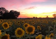 Người nông dân trồng 2 triệu bông hướng dương lan tỏa tinh thần lạc quan mùa COVID-19 Người nông dân trồng 2 triệu bông hướng dương lan tỏa tinh thần lạc quan mùa COVID-19 - Ảnh 1.