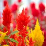 Đồi cỏ Nhật Bản chuyển đỏ khi thu sang nhat ban anh 1