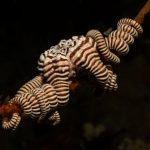 Những sinh vật dưới đáy đại dương day bien sau anh 1