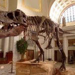 Những dấu tích cuối cùng của loài khủng long khung long bao chua anh 1