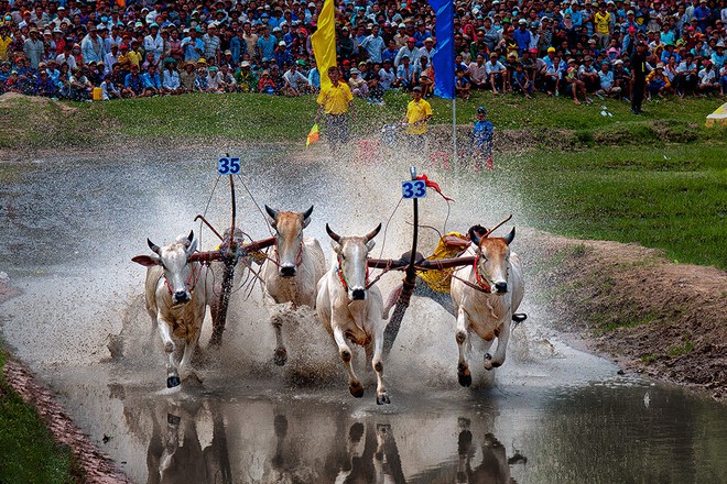 Lễ hội đua bò Bảy Núi là một trong những sản phẩm du lịch độc đáo của tỉnh An Giang