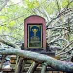 Ở đâu có Giàn Gừa cổ thụ độc nhất vô nhị? du lich can tho anh 1