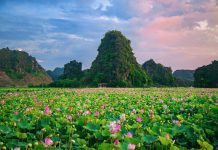 Hồ sen nở rộ giữa mùa thu Hồ sen nở rộ giữa mùa thu