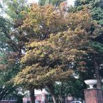 Lạc giữa mùa thu Brooklyn nhớ về Hà Nội Bức tranh thu ở Brooklyn thơ mộng, hấp dẫn lòng người