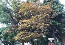 Lạc giữa mùa thu Brooklyn nhớ về Hà Nội Bức tranh thu ở Brooklyn thơ mộng, hấp dẫn lòng người