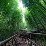 Lạc vào rừng trúc Mù Cang Chải đẹp như phim kiếm hiệp Lạc vào rừng trúc Mù Cang Chải đẹp như phim kiếm hiệp - Ảnh 1.