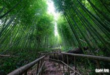 Lạc vào rừng trúc Mù Cang Chải đẹp như phim kiếm hiệp Lạc vào rừng trúc Mù Cang Chải đẹp như phim kiếm hiệp - Ảnh 1.