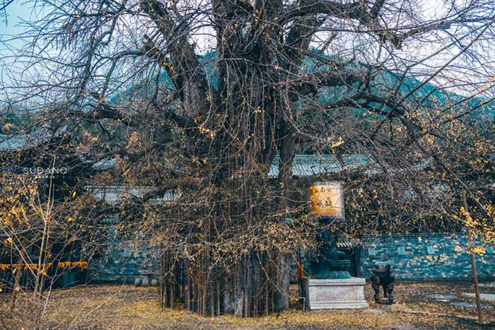Ngôi chùa hàng nghìn năm tuổi bỗng dưng nổi tiếng chỉ vì loài cây này - 9