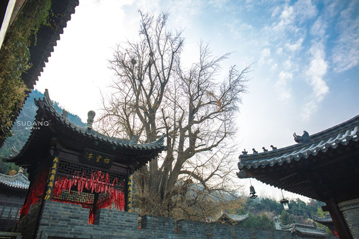 Ngôi chùa hàng nghìn năm tuổi bỗng dưng nổi tiếng chỉ vì loài cây này - 10