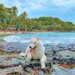 Kinh nghiệm vi vu Phú Quốc cùng thú cưng Phu Quoc anh 1