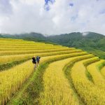 Vẻ đẹp mùa vàng ở Sơn La mua vang tren reo cao Son La anh 1