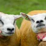 Hơn 11,3 tỷ VNĐ cho Chú cừu đắt nhất thế giới Hơn 11,3 tỷ VNĐ cho Chú cừu đắt nhất thế giới - Ảnh 1.