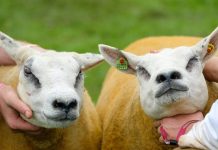 Hơn 11,3 tỷ VNĐ cho Chú cừu đắt nhất thế giới Hơn 11,3 tỷ VNĐ cho Chú cừu đắt nhất thế giới - Ảnh 1.