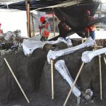 Khai quật “nghĩa địa” voi ma mút ở sân bay Mexico Khai quật “nghĩa địa” voi ma mút ở sân bay Mexico - Ảnh 1.