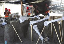 Khai quật “nghĩa địa” voi ma mút ở sân bay Mexico Khai quật “nghĩa địa” voi ma mút ở sân bay Mexico - Ảnh 1.